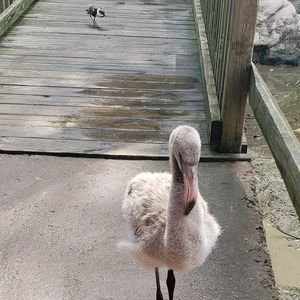 Meet your Posher, Tracy